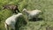 Little goats grazing in green meadow. Animals eating green grass outdoors