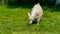Little goats grazing in green meadow. Animals eating green grass outdoors