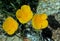 Little Gold Poppy, Anza Borrego desert state park,
