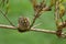 little goldcrest sitting on a branch with a bokeh green background