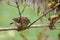 little goldcrest sitting on a branch with a bokeh green background