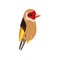 Little Goldfinch Bird, Cute Birdie Home Pet Vector Illustration