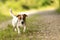 Little good Jack Russell Terrier walks alone in the woods on a path. To be on the safe side he has a leash around his neck