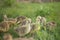 Little goslings eating grass on traditional free range poultry farm