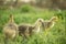 Little goslings eating grass on traditional free range poultry farm