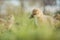 Little goslings eating grass on traditional free range poultry farm