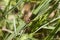 Little Grass Frog - Pseudacris ocularis