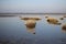 Little grass pollen at the wet mudflats along scheldt river in winter