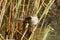 Little Grassbird in Victoria Australia