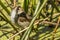 Little Grassbird in Victoria Australia