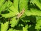 A little grasshopper on a green leaf.