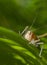 Little grasshopper sitting in the green grass in the summer