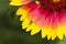 A little grasshopper in a yellow-red blossom of a gaillardia flower