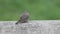 little gray bird sits on a fence and shakes its tail