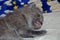Little gray british kitten sleeps sweetly on the blanket. short-haired cute kitten shows tongue in a dream.