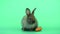 Little gray brown bunny rabbit stay near carrot on green screen