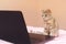Little gray cat sits at a laptop and looks at it. Search for information. Modern technologies. Pet, animal