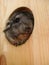Little gray cute chinchilla looks out from its wooden house