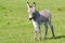 Little gray donkey