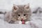 Little gray fluffy kitten maine coon looking at camera. Kid animals and cats concept