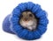 Little gray hamster sitting in knitted sock