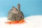 A little gray hare looks at the orange carrot