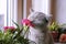 Little gray kitten admires the flower