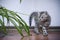 Little gray kitten arched his back and fights with a plant