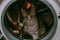 little gray kitten climbed into washing machine. Washing machine drum is dangerous for animals. The animal hid playing in washer-