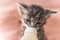 Little gray kitten drinks milk from a bottle. Feeding kittens without a nursing cat. Kittens on artificial feeding.