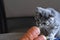 Little gray kitten eats carrot. Little cat is vegetarian Soft focus. Animal pet concept. Image with noise and grain.Copy