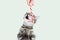 Little gray kitten nibbles Christmas caramel cane on a white background.
