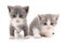 Little gray kittens
