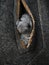 Little gray newborn chinchillas look out of coat pocket