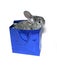 Little gray rabbit breed of gray chinchilla in blue gift pack is