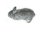 Little gray rabbit breed of gray chinchilla isolated