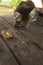 Little gray shaggy kitten eats meat outdoor. very cute. wild cat, street animal