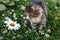 Little gray-white fluffy kitten on green grass looks at a chamomile. Funny domestic animals.