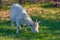 Little grazing goat