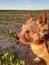 Little great hunter and hero of endless adventures. Australian Terrier always attentive in agricultural area of Spain.