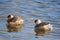 Little grebe