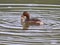 Little Grebe bird catching a fish