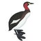 Little grebe bird detalised on white background, bird in modern cartoon style