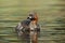 Little grebe or Dabchick, Tachybaptus ruficollis