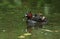 A Little Grebe, or Dabchick Tachybaptus ruficollis, is swimming on a lake. One of her cute babies sitting on her back is poking ou