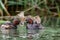 Little Grebe dabchick Tachybuptus ruficollis feeding young