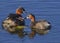 Little Grebe feeding babies