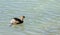 A little grebe feeding at the Eskibaraj Dam in Seyhan, Adana