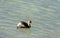 A little grebe feeding at the Eskibaraj Dam in Seyhan, Adana