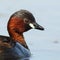 Little grebe portrait